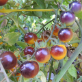 Semillas Tomate Blue Gold Berries
