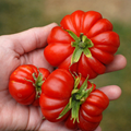 Semillas Tomate Costoluto