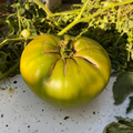 Semillas Tomate Green Giant