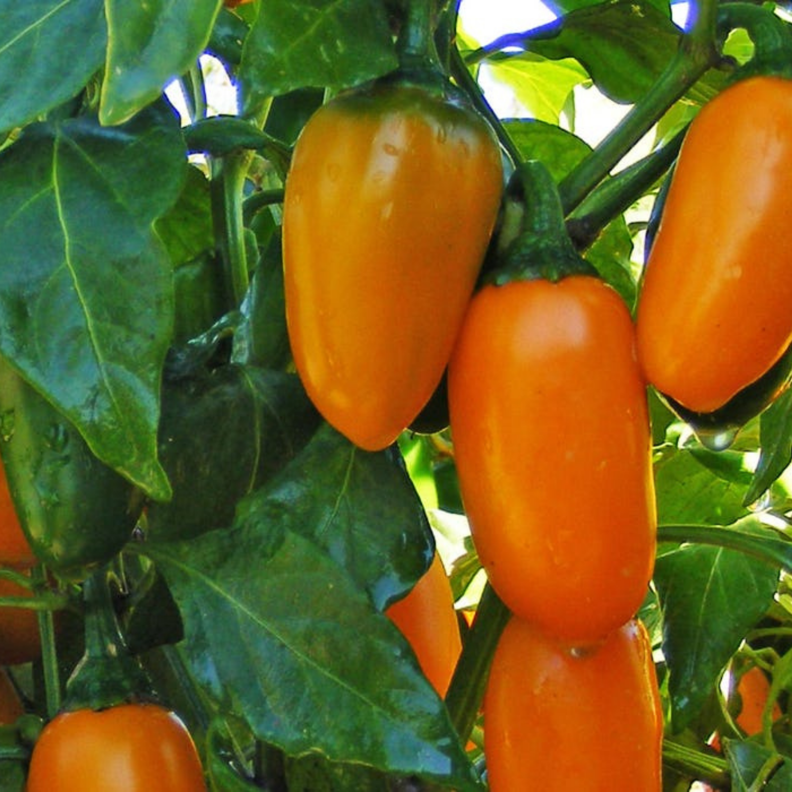 Semillas Aji Jalapeño pumpkin spice