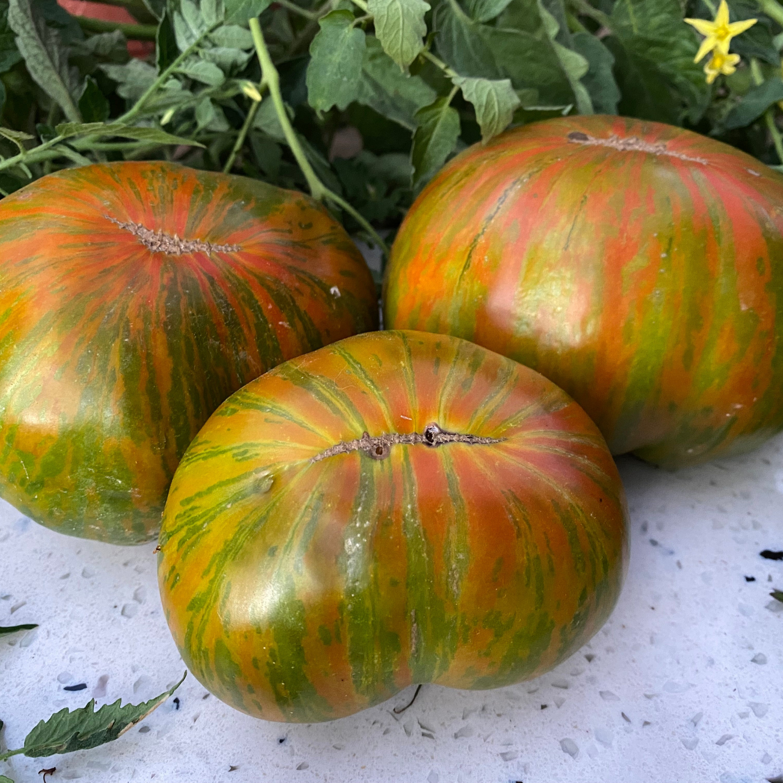 Semillas Tomate Berkeley Green Tie-Dye