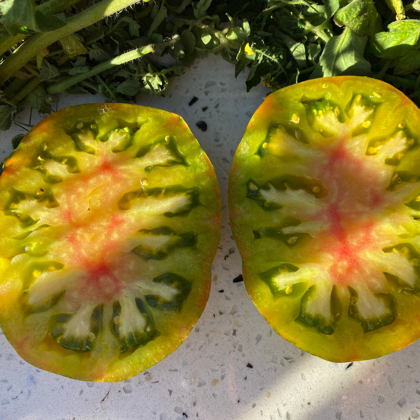 Semillas Tomate Berkeley Green Tie-Dye