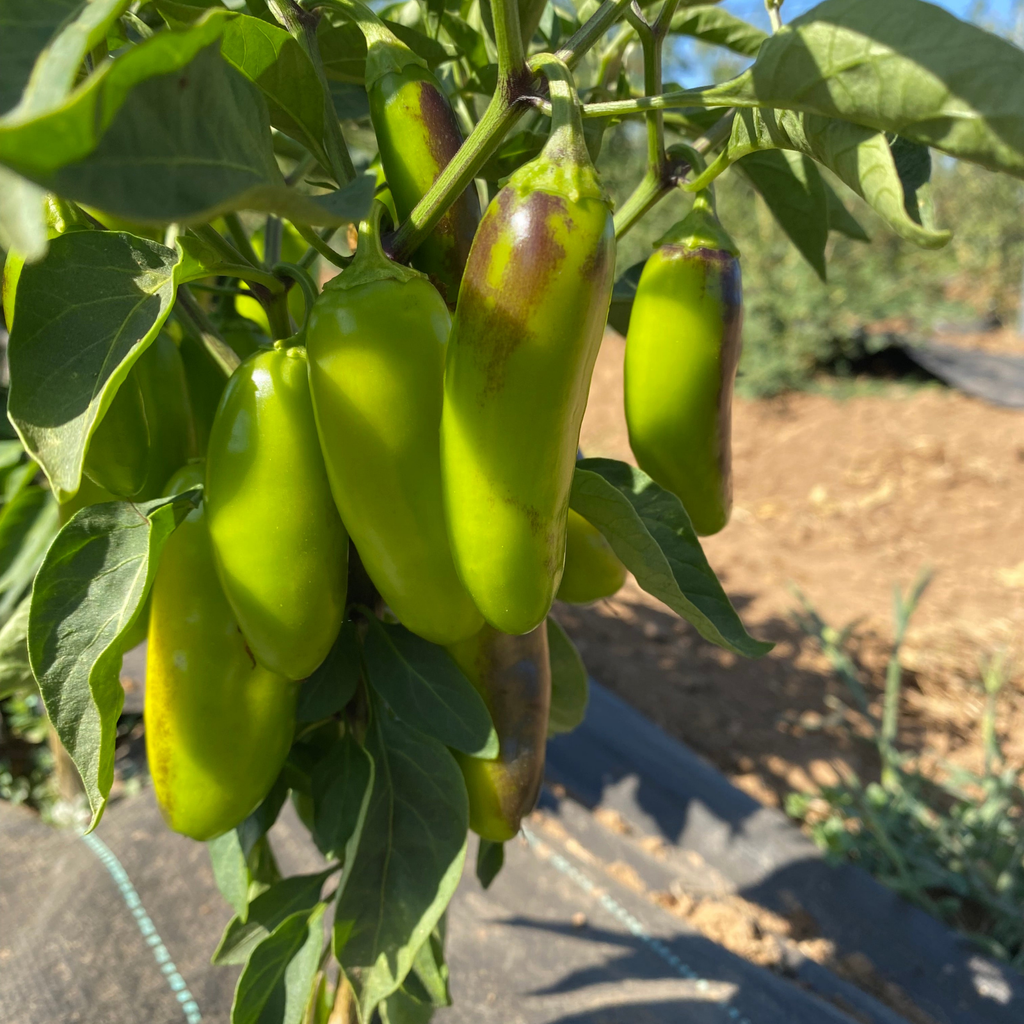 Semillas Aji tam jalapeño