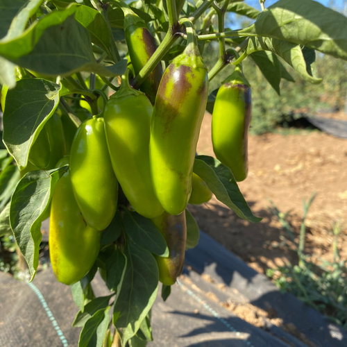 Semillas Aji tam jalapeño