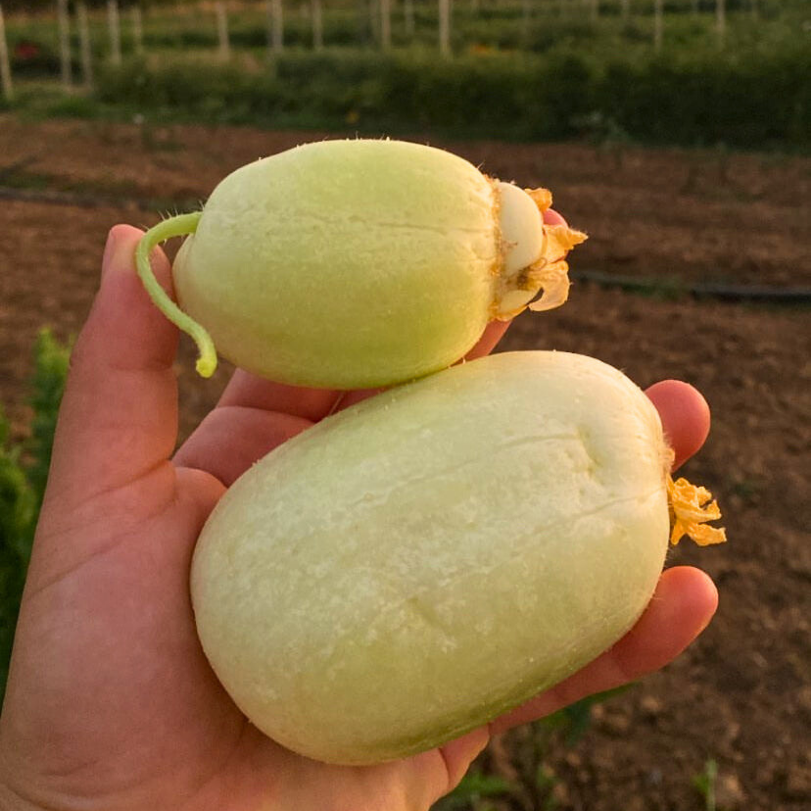 Semillas Pepino Dragon Eggs