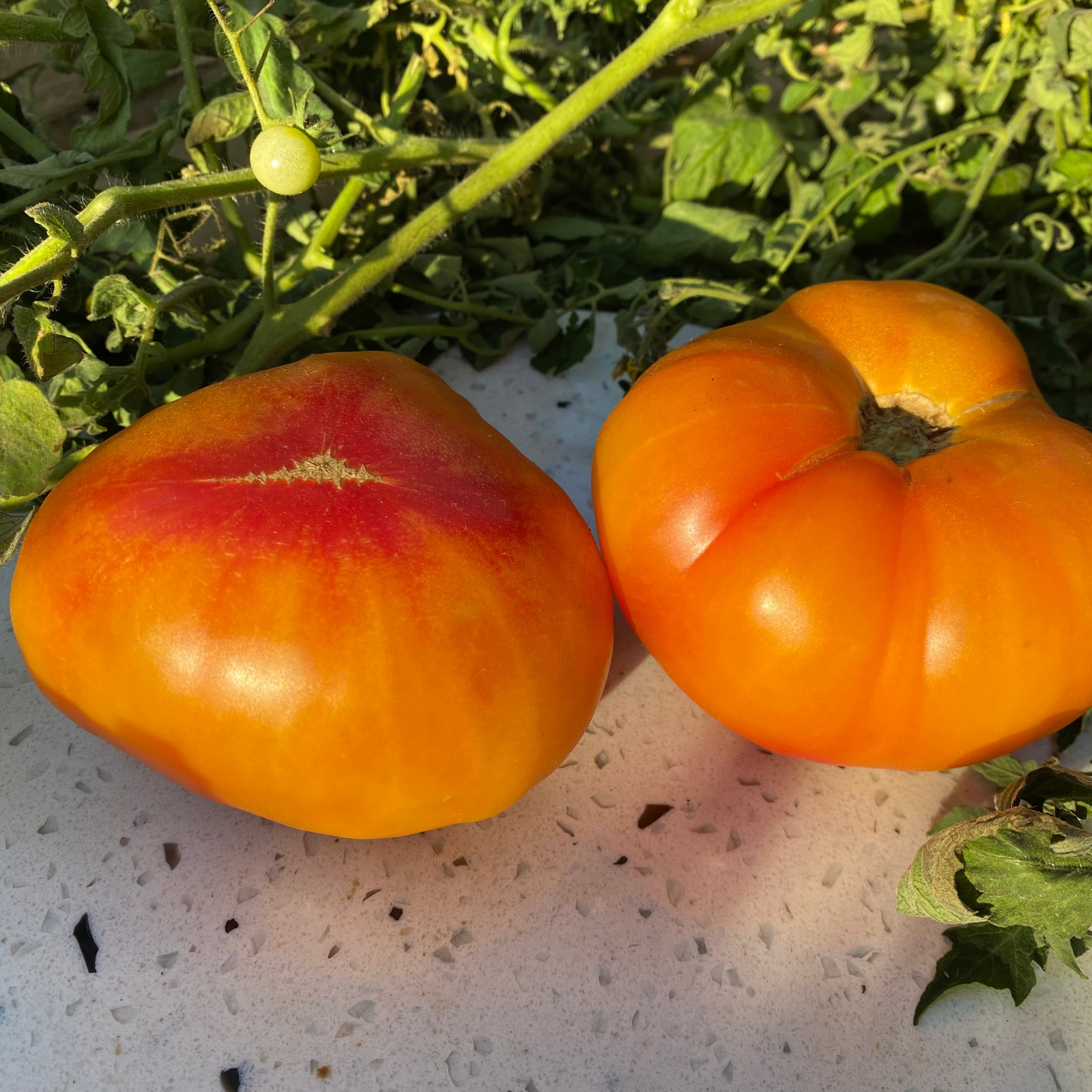 Semillas Tomate Natures Riddle