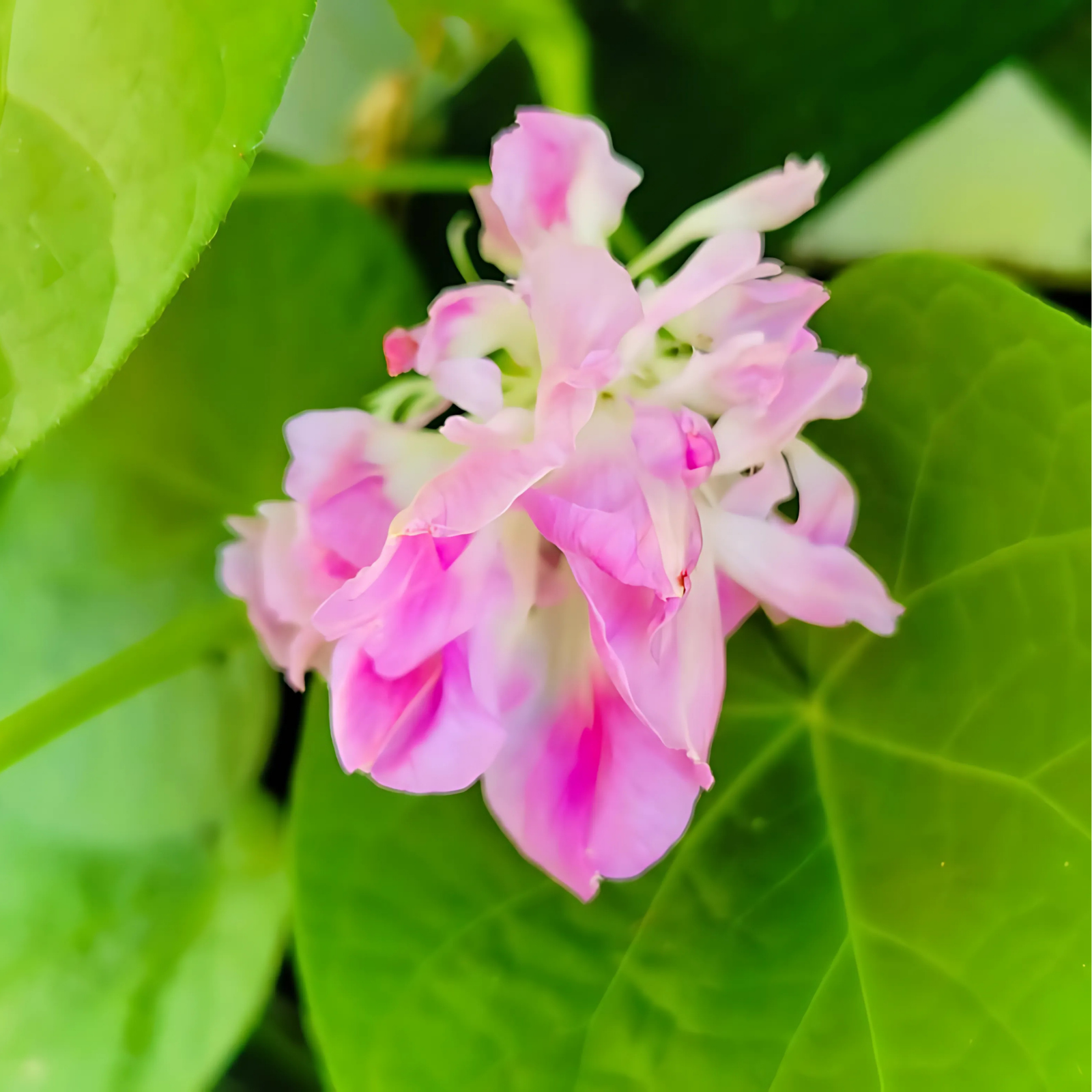 Semillas morning glory split second