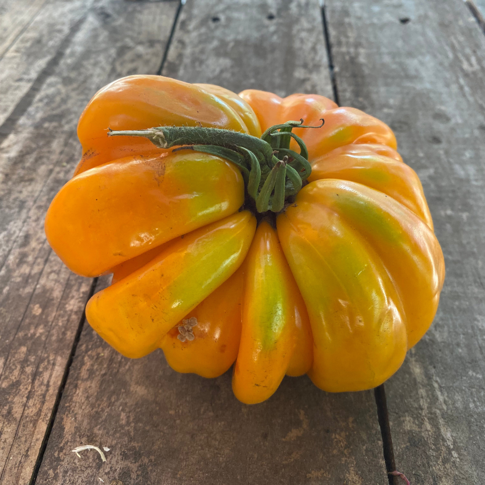 Semillas Tomate Orange Accordion