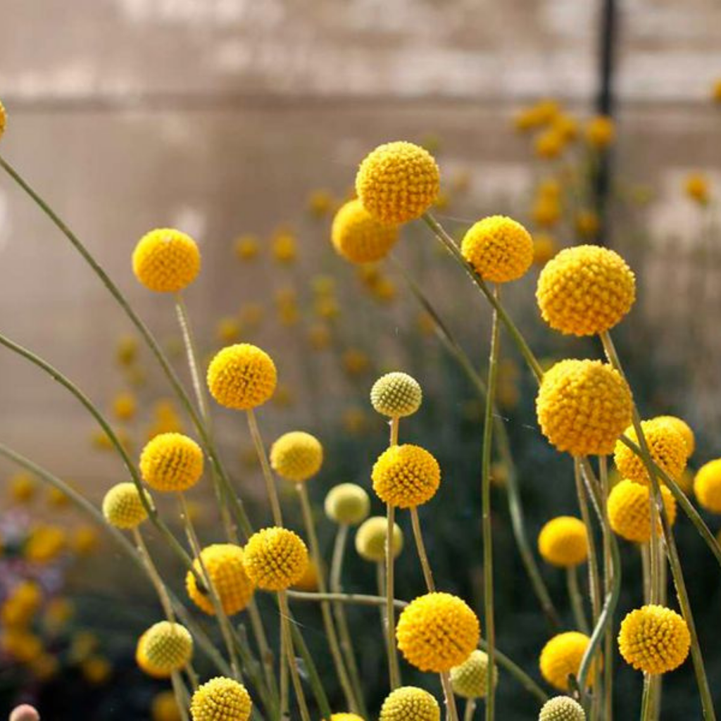 Semillas Craspedia Yellow Dreams Stick