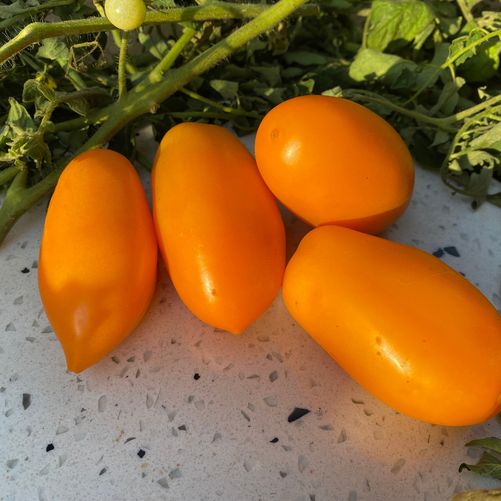 Semillas Tomate Orange Banana