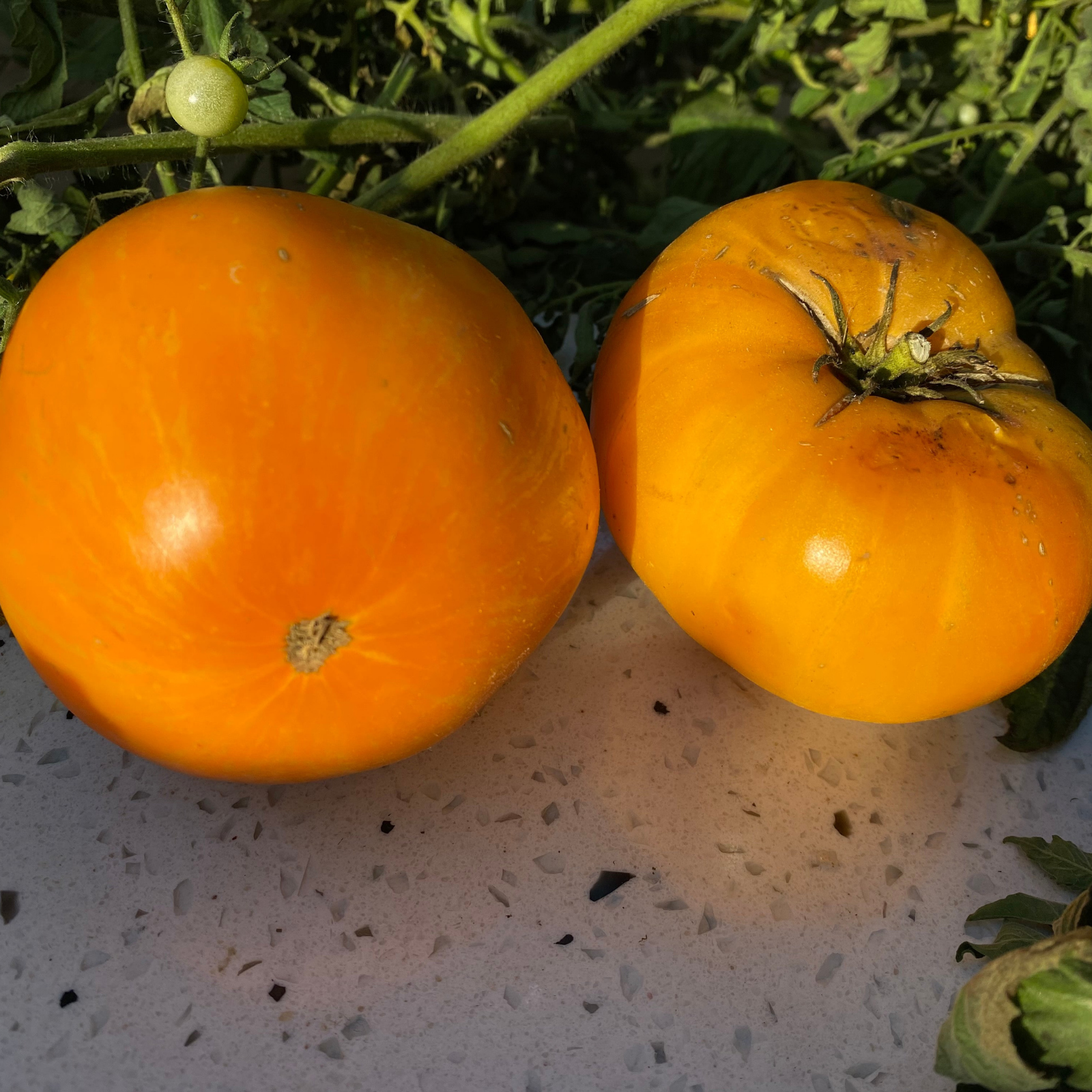 Semillas Tomate Orange Jazz