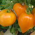 Semillas Tomate Corazon de Buey Naranjo