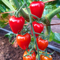 Semillas Tomate sweet heart cherry