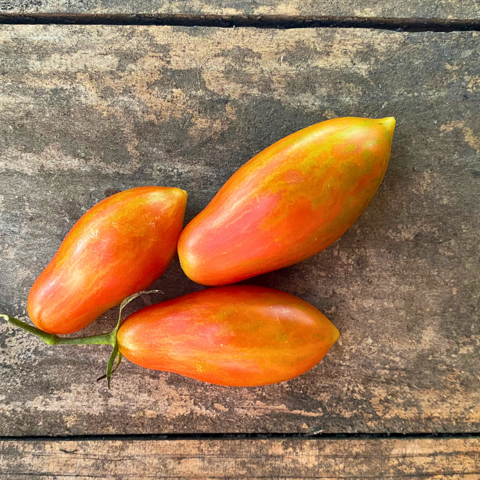 Semillas Tomate Prairie Fire