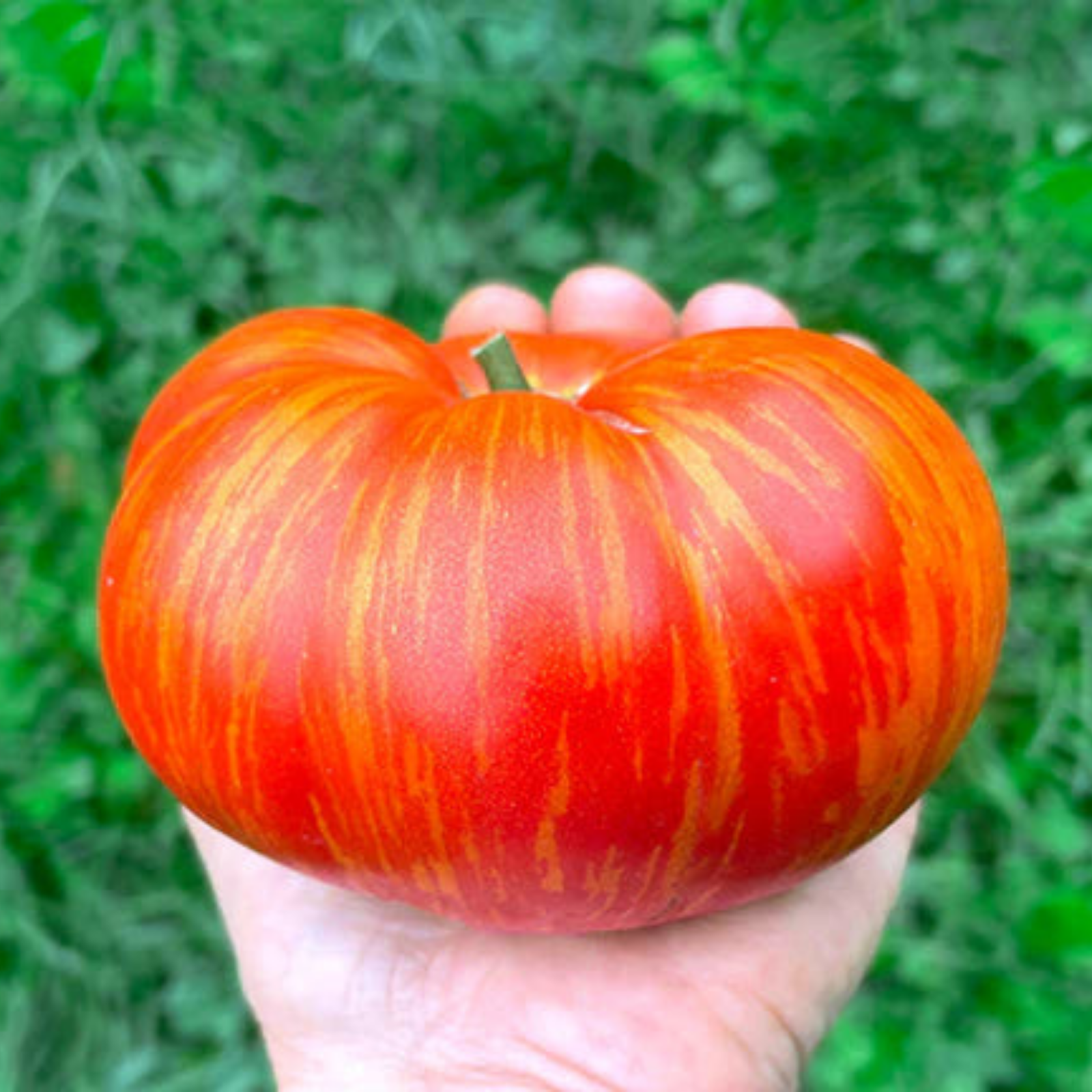 Semillas Tomate solar flare