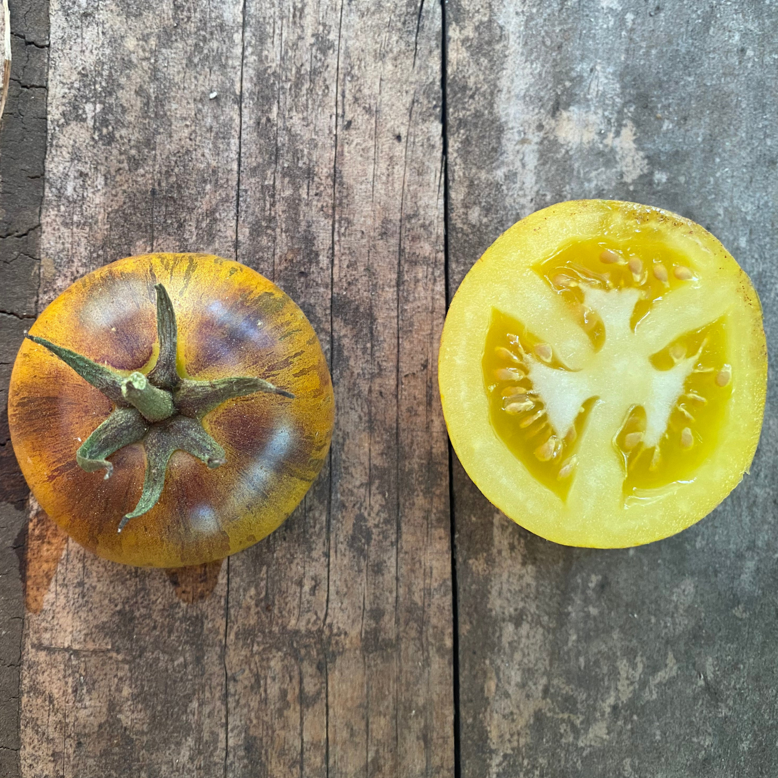 Semillas Tomate Primary colors