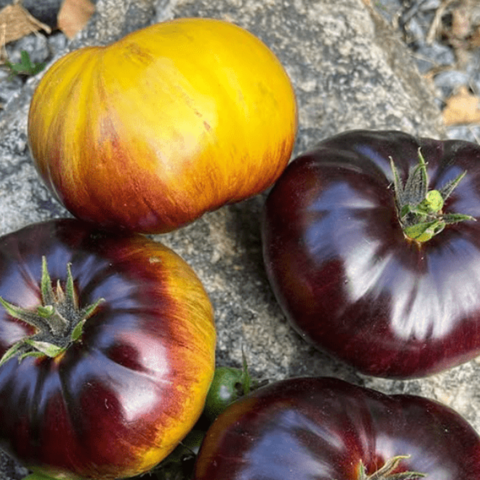 Semillas Tomate Alice Dreams