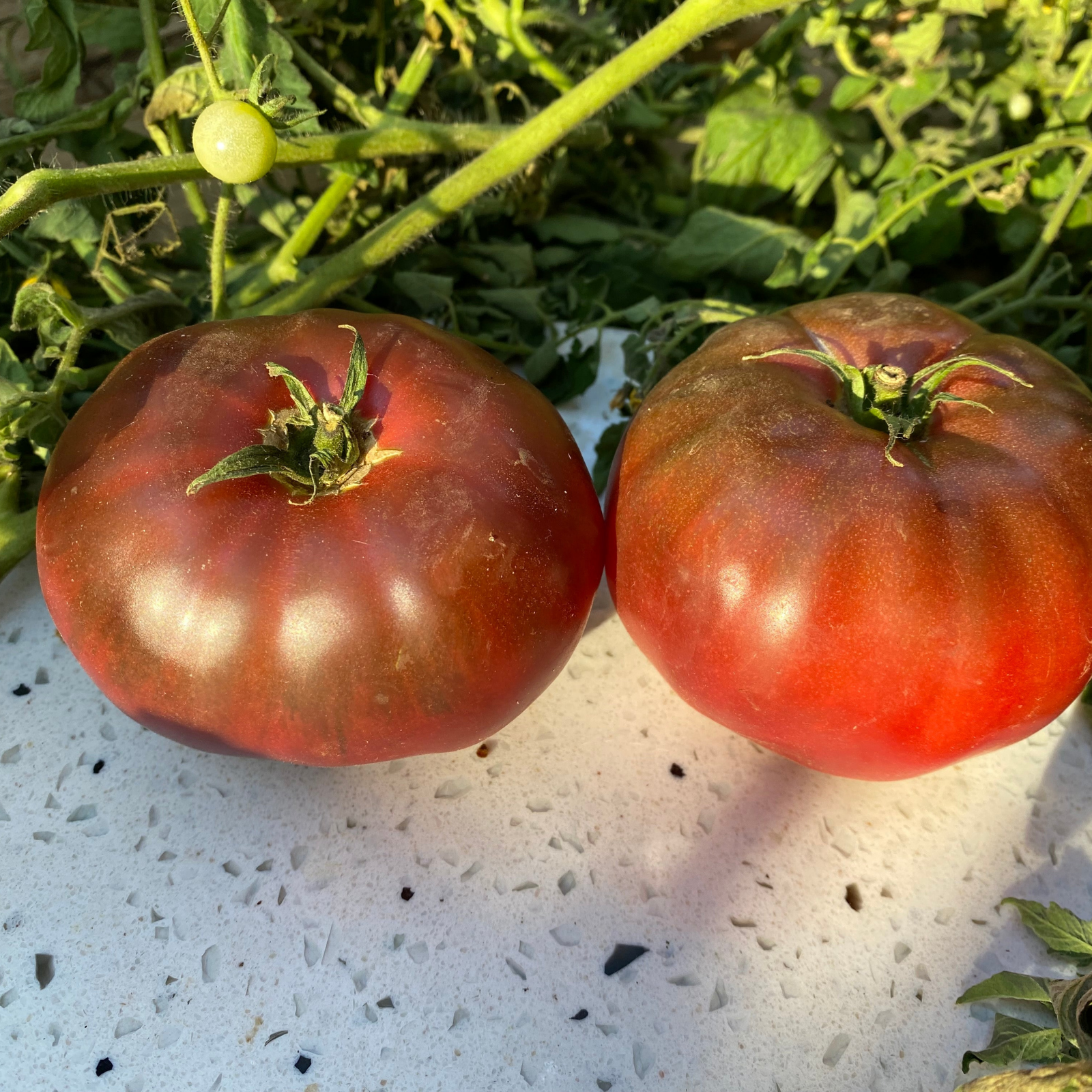 Semillas Tomate Purple Reign
