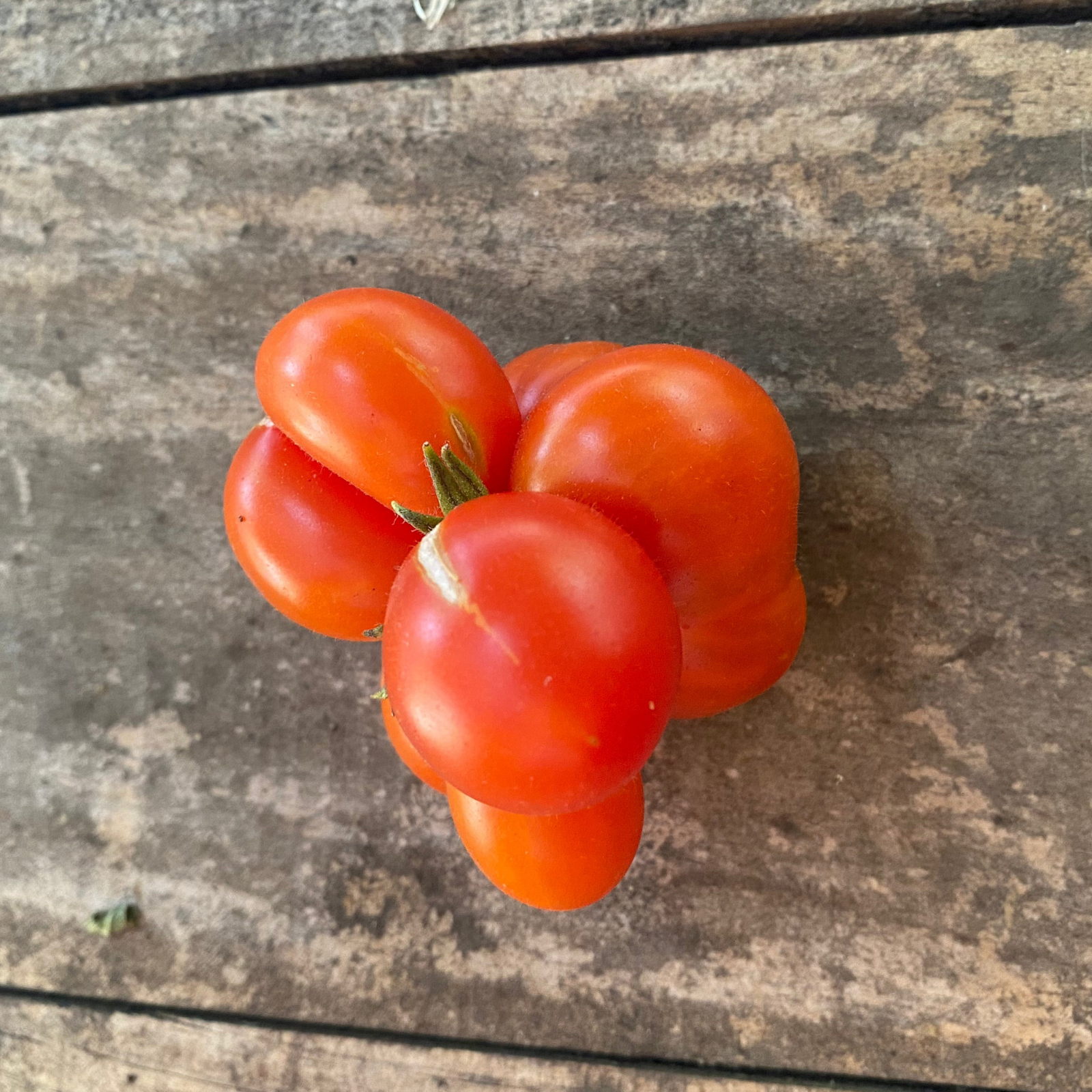 Semillas Tomate Rawlemons