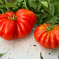 Semillas Tomate Red rosso siciliano