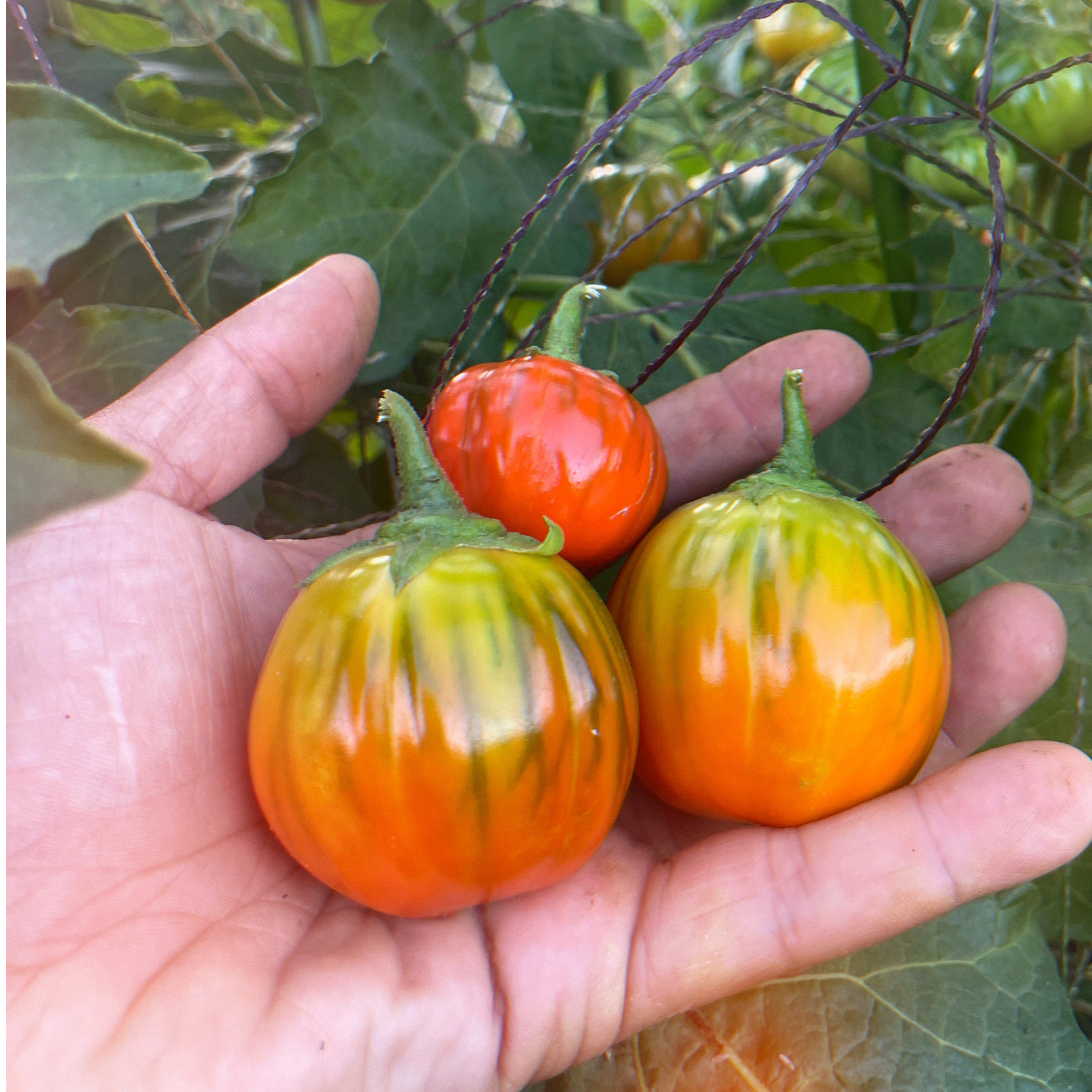 Semillas Berenjena melanzane rosso di rotonda