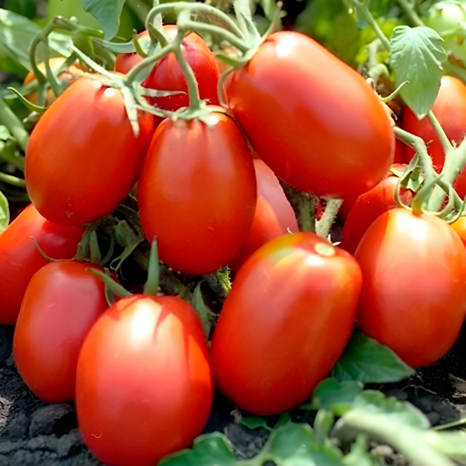 Semillas Tomate Rio Grande