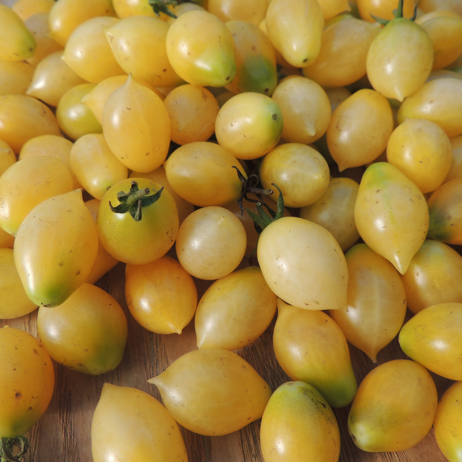 Semillas Tomate Barrys crazy