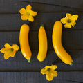 Semillas Zapallo Italiano golden zuccini
