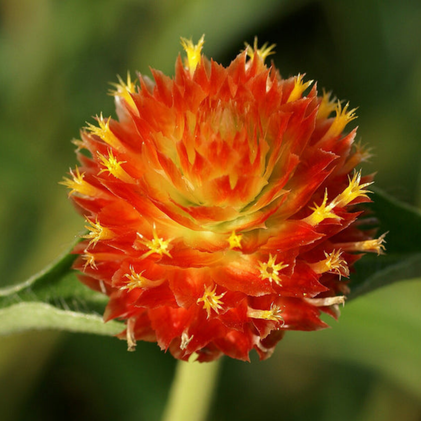 Semillas Gomphrena Naranja