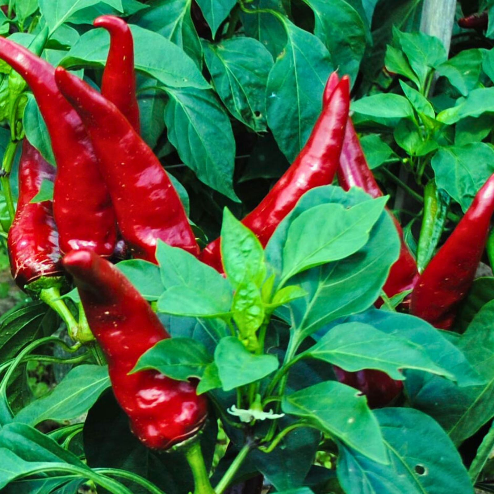 Semillas pimenton leutschauer paprika