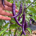 Semillas Pimenton Murasaki Purple
