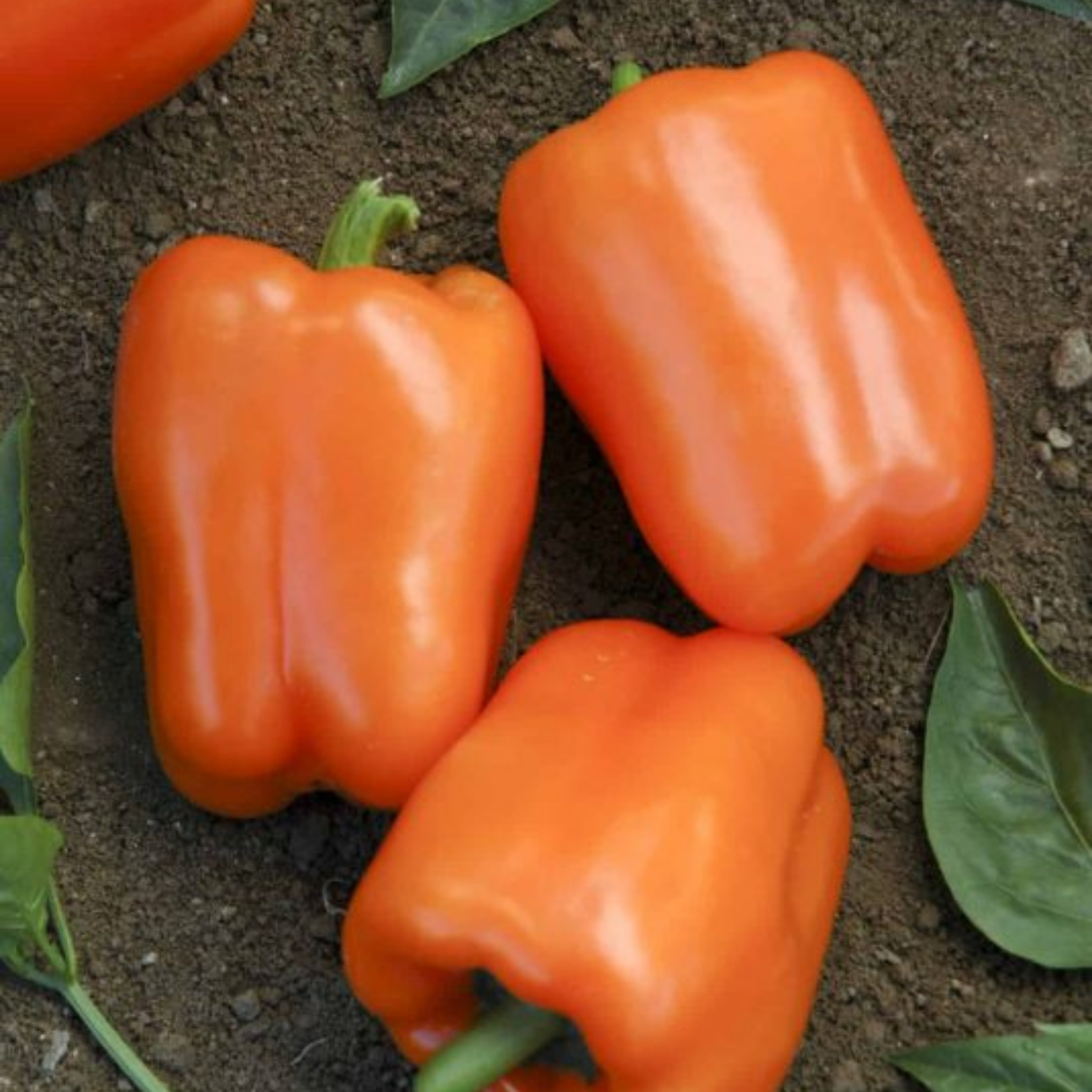 Semillas Pimenton Orange Bell