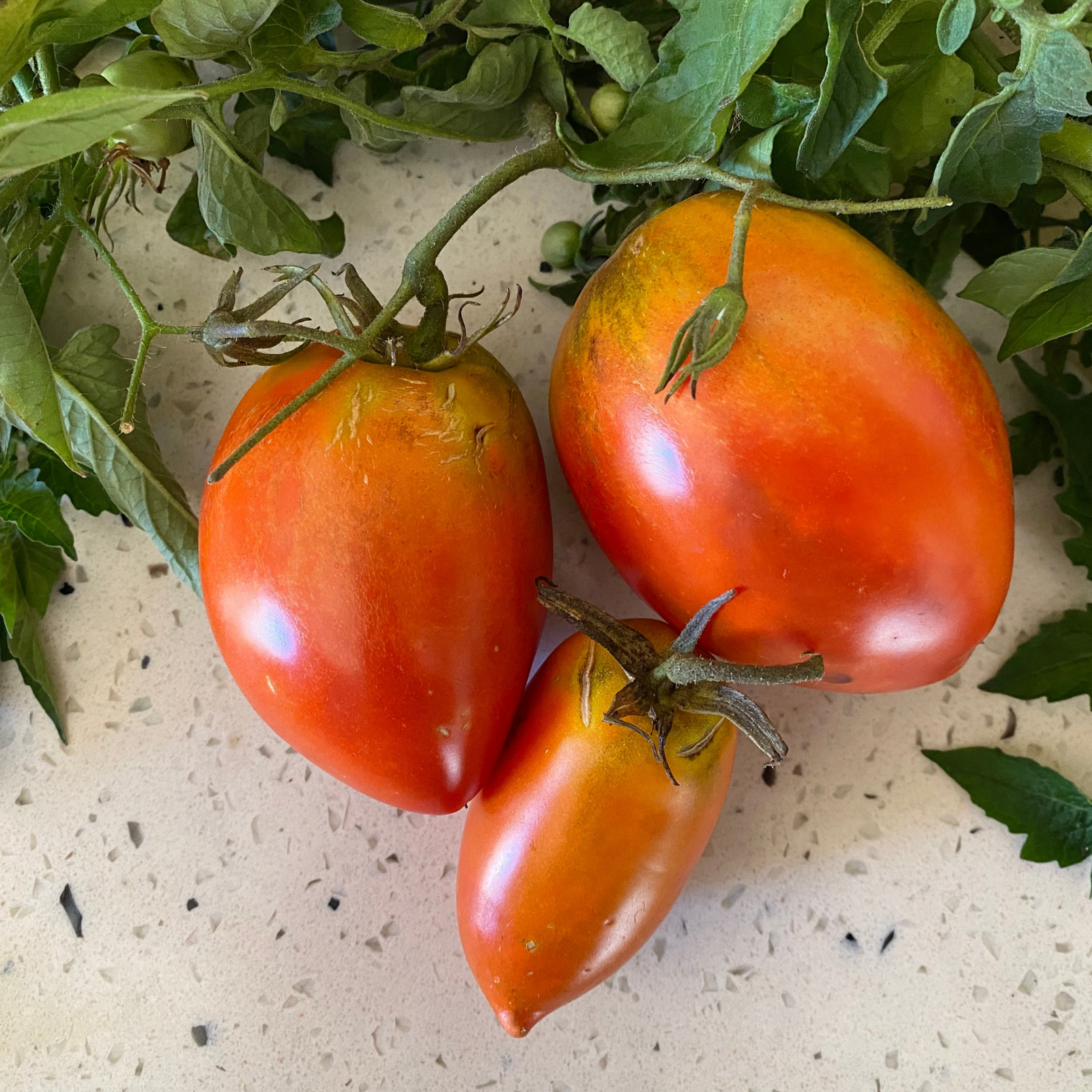Semillas Tomate Amish paste