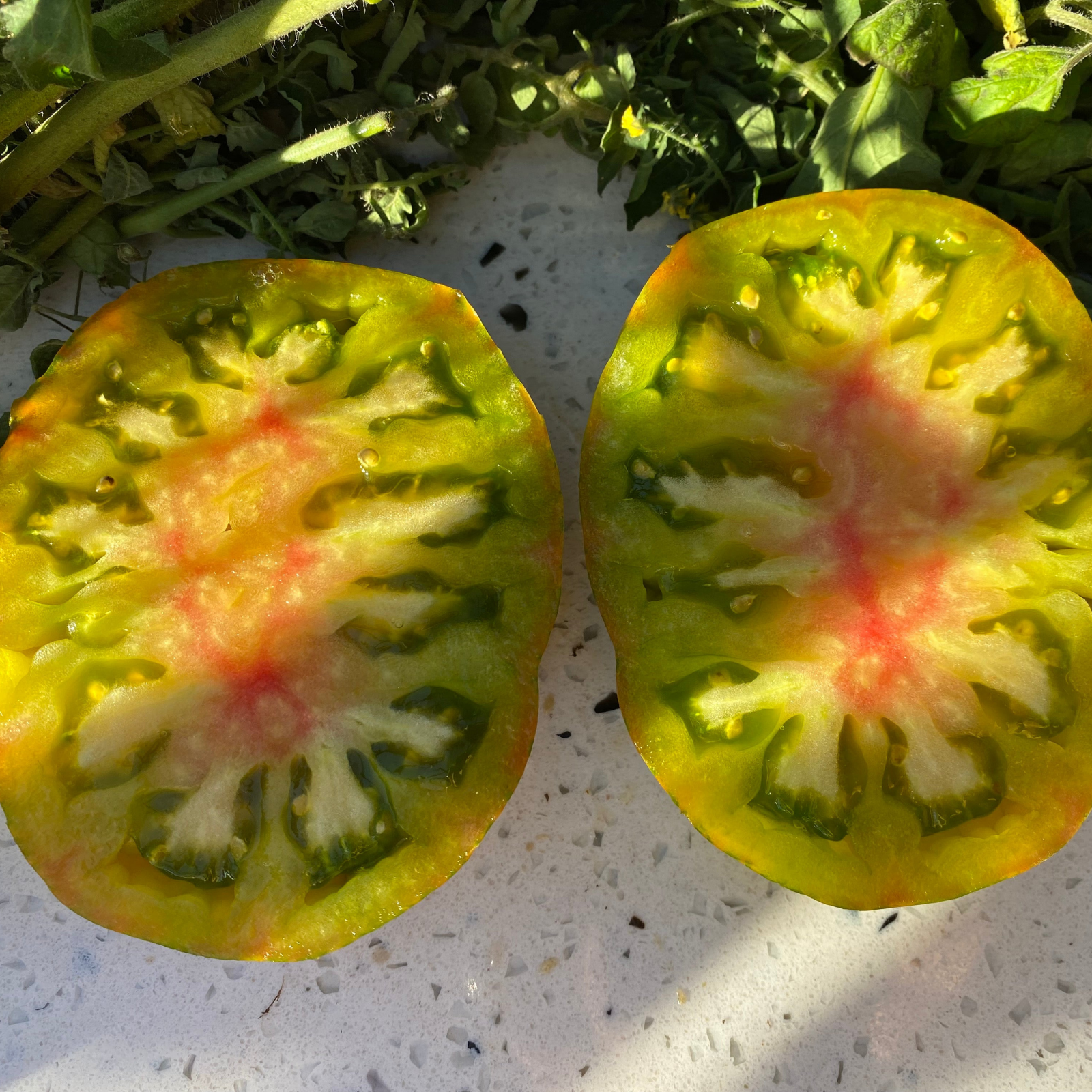 Semillas Tomate Ananas Noire