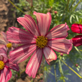 Semillas Cosmos Fizzy Rose Picote