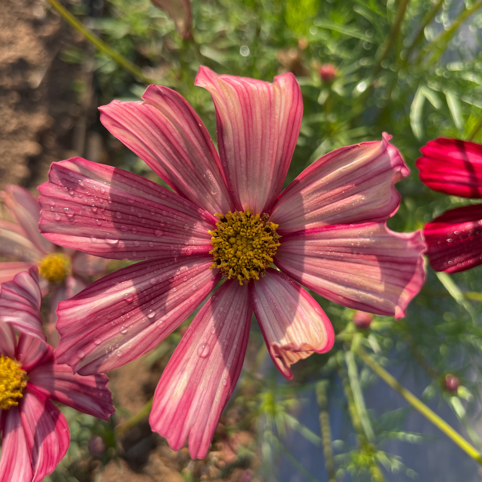 Semillas Cosmos Fizzy Rose Picote