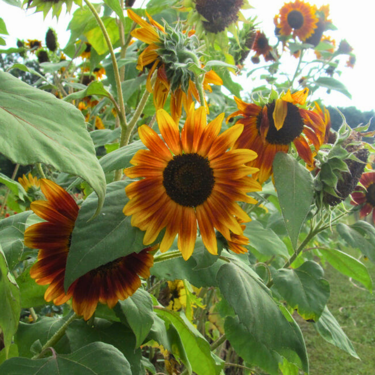 Semillas Girasol Evening Sun