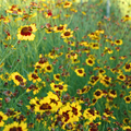 Semillas Coreopsis Tinctoria