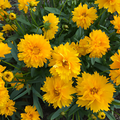 Semillas Coreopsis Grandiflora