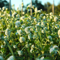 Semillas Gomphrena Snow White