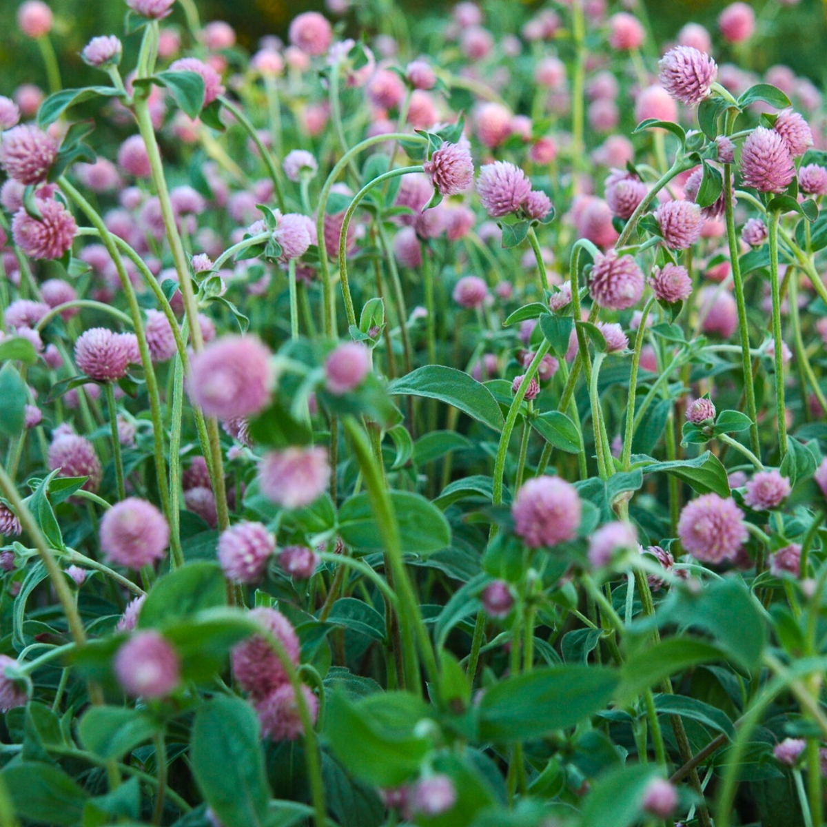 Semillas Gomphrena Salmon Pastel