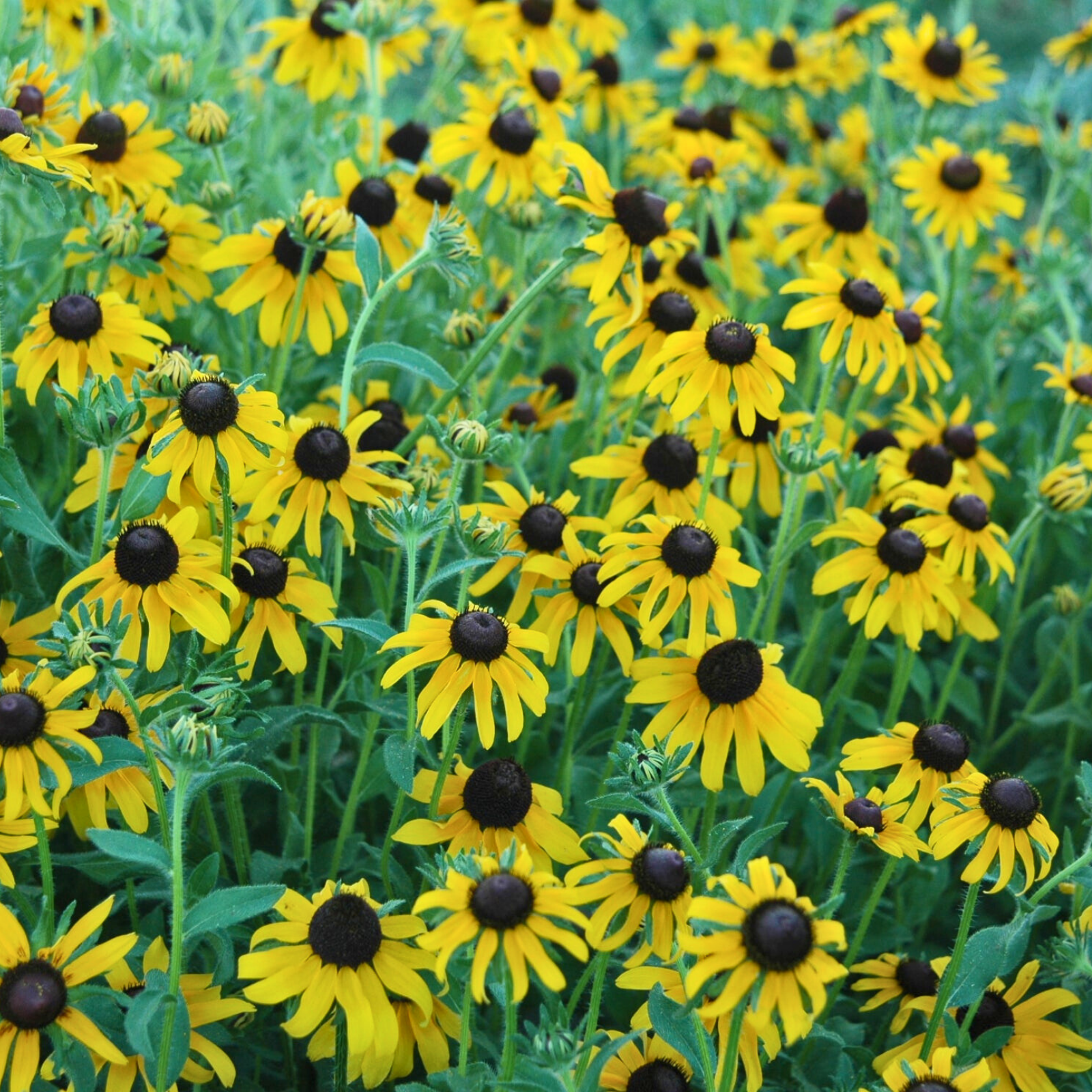 Semillas Rudbekia GoldSturm