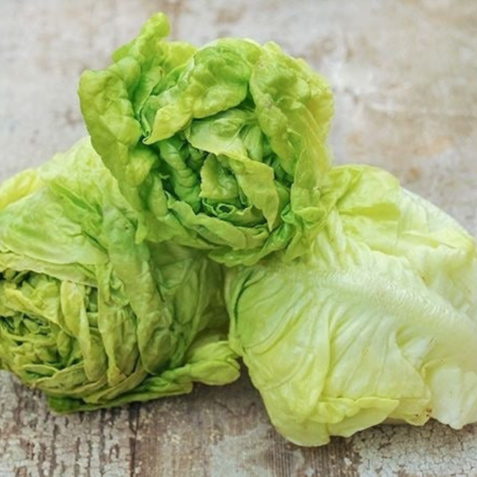 Semillas Lechuga Tennis Ball