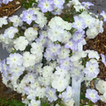 Semillas Phlox Lavender