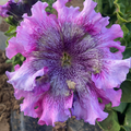 Semillas petunia  superbissima cosmic cherry