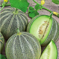Semillas Melon Model