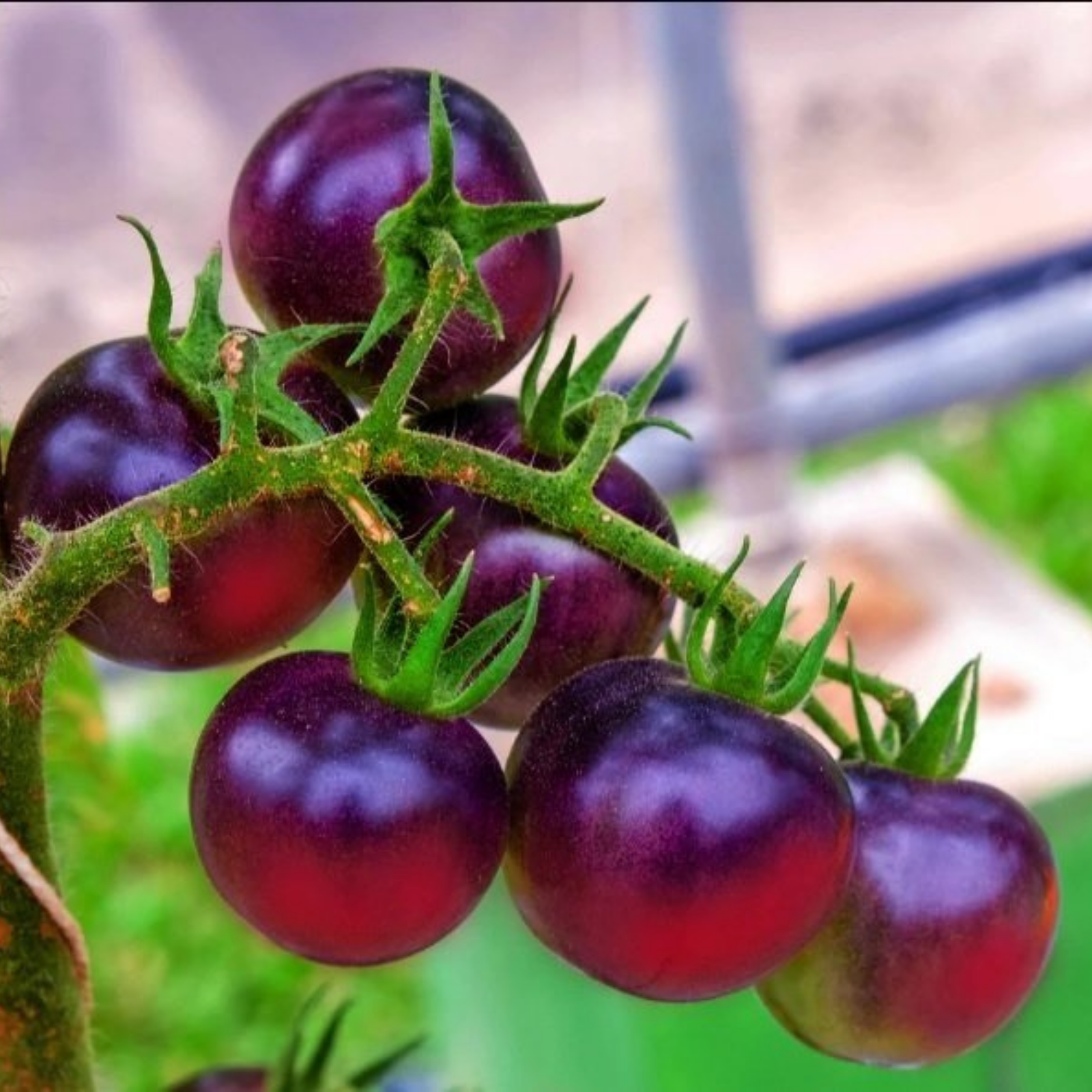 Semillas Tomate Painted Pink