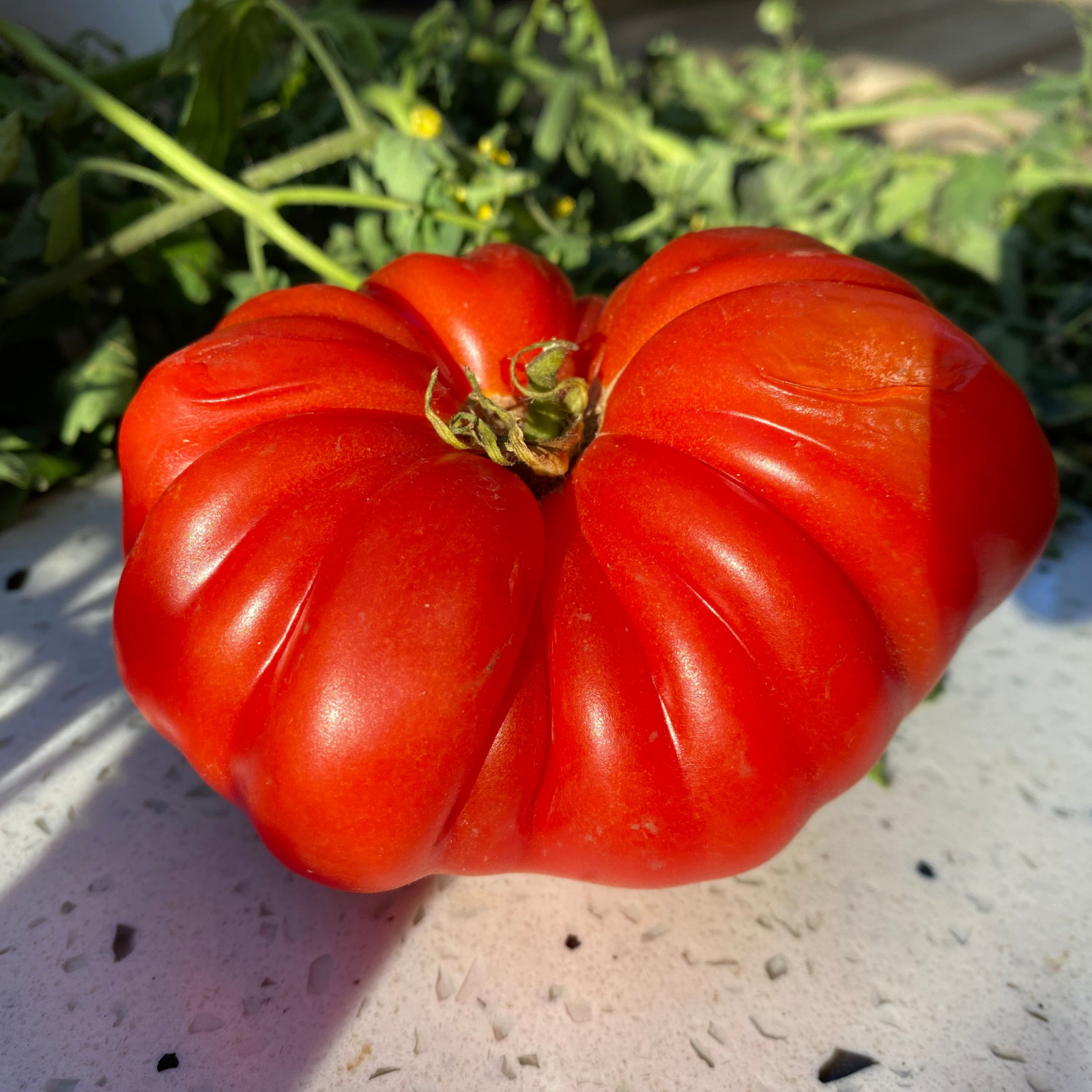 Semillas Tomate Costoluto Genoves