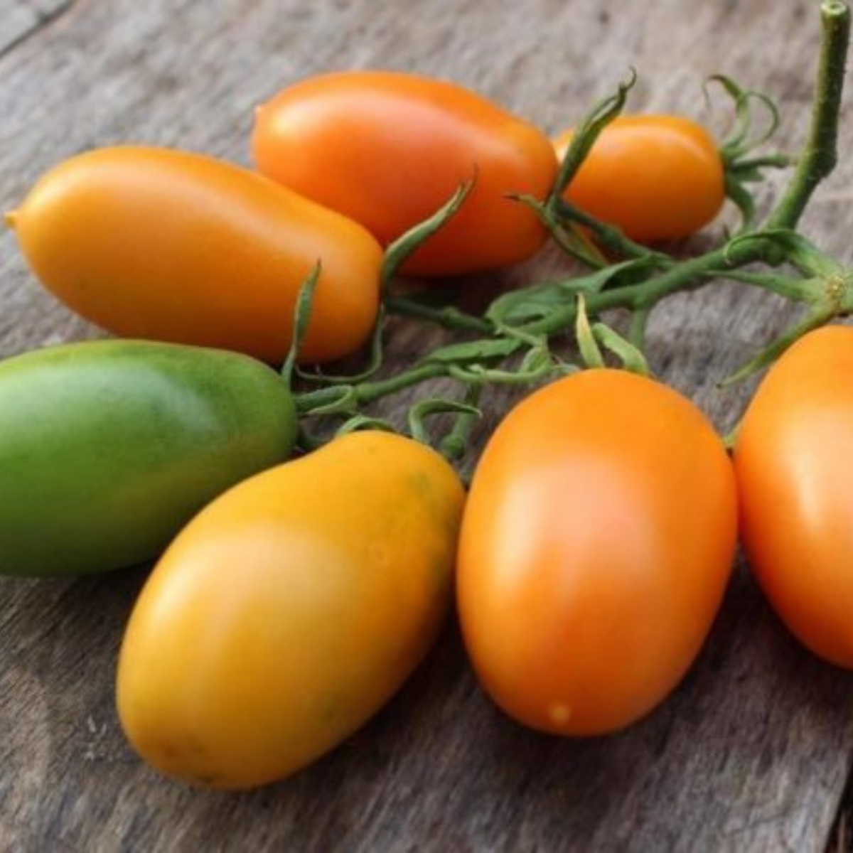 Semillas Tomate chuckolma