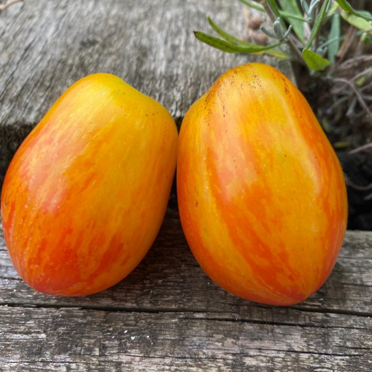 Semillas Tomate Lufichoise
